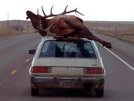 a 5x5 bull elk strapped to the top of a Dodge Omni car